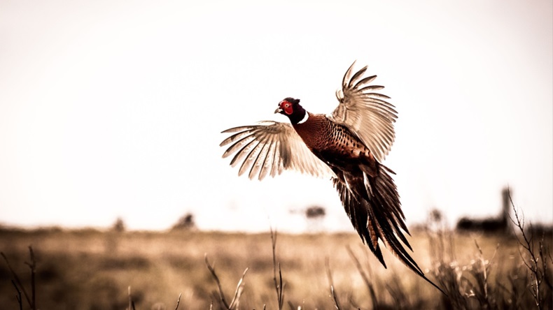 Pheasant