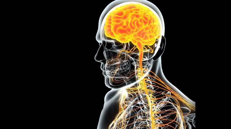 3D illustration male nervous system, medical concept. - Illustration 